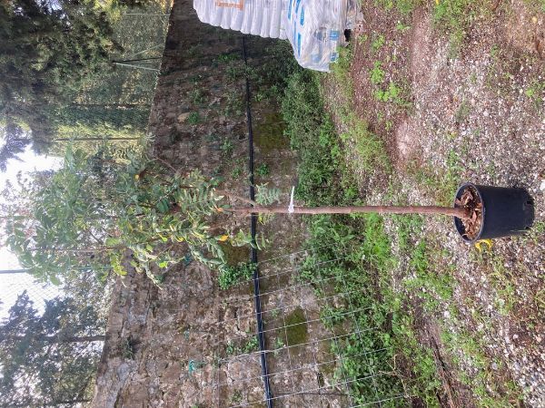 IGNAZIO e CHIARA  ELIZARI  - Asta Asta AIRC - Associazione Nazionale - Case d'Asta italiane