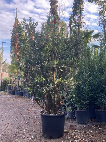 IGNAZIO e CHIARA  ELIZARI  - Asta Asta AIRC - Associazione Nazionale - Case d'Asta italiane