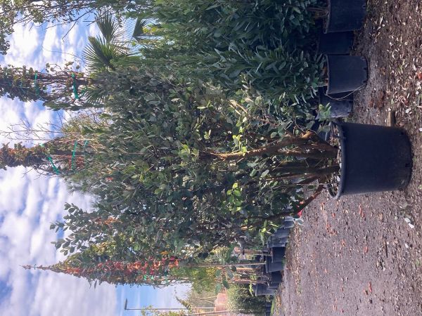 IGNAZIO e CHIARA  ELIZARI  - Asta Asta AIRC - Associazione Nazionale - Case d'Asta italiane