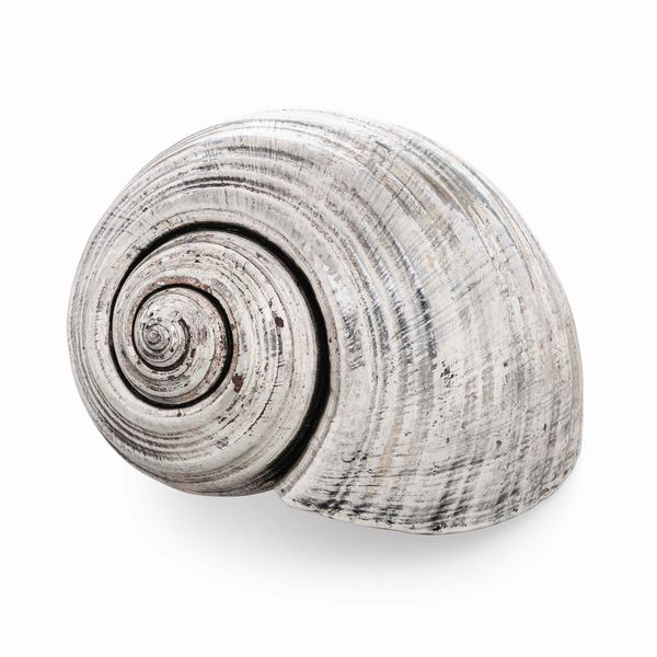 Grande conchiglia rivestita in argento. Argenteria artistica del XX-XXI secolo  - Asta Argenti da collezione | XX secolo - Associazione Nazionale - Case d'Asta italiane