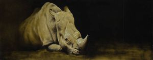 GIORGINA OLDANO Torino 1984 - Ceratotherium Simum (Rinoceronte bianco)  2012
