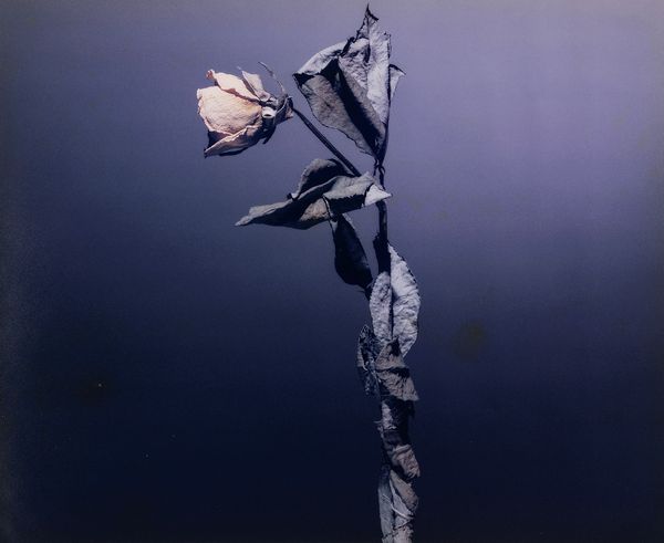 Ken Damy : Rosae  - Asta Christmas Pop: arte, sneakers e design - Associazione Nazionale - Case d'Asta italiane