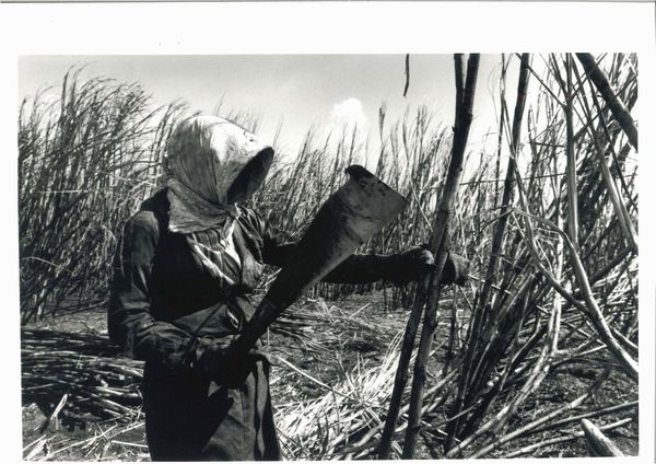 Sebastião Salgado : Brazil Sugar Cane, dalla serie Workers  - Asta Fotografia e multipli d'artista - Associazione Nazionale - Case d'Asta italiane
