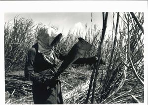 Sebastião Salgado - Brazil Sugar Cane, dalla serie “Workers”