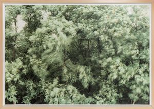 Paola De Pietri - Alberi con vento