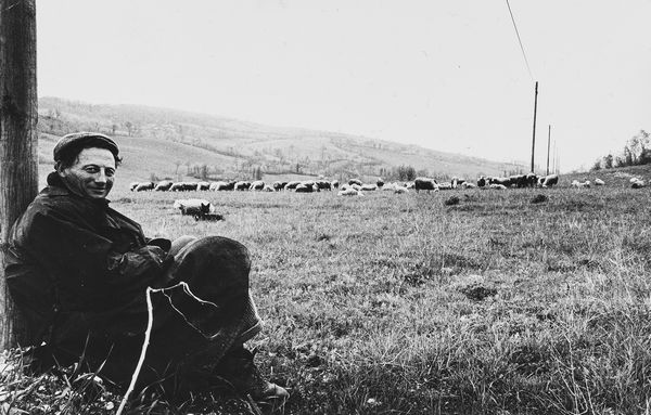 Alfonso Modonesi : Senza titolo (Pascolo)  - Asta Fotografia  - Associazione Nazionale - Case d'Asta italiane