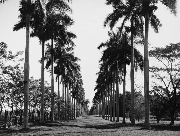 Vittorio Garatti, Attribuito a : Senza titolo  - Asta Fotografia  - Associazione Nazionale - Case d'Asta italiane