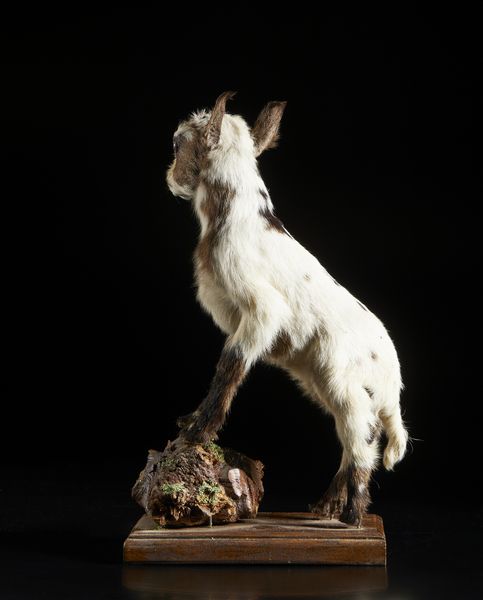 . : Due ammoniti montateItalia, XX secolo  - Asta Asta 392 | ARTE ORIENTALE E ISLAMICA - ARTE AFRICANA, OCEANICA E DELLE AMERICHE - EAST AND SOUTH: ASIAN, ISLAMIC, INDIAN AND ETHNOGRAPIC ART Online - Associazione Nazionale - Case d'Asta italiane