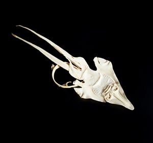 Arte Cinese : Scena di banchettoCina, dinastia Qing, XIX secolo  - Asta Asta 392 | ARTE ORIENTALE E ISLAMICA - ARTE AFRICANA, OCEANICA E DELLE AMERICHE - EAST AND SOUTH: ASIAN, ISLAMIC, INDIAN AND ETHNOGRAPIC ART Online - Associazione Nazionale - Case d'Asta italiane