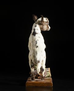 . : Due ammoniti montateItalia, XX secolo  - Asta Asta 392 | ARTE ORIENTALE E ISLAMICA - ARTE AFRICANA, OCEANICA E DELLE AMERICHE - EAST AND SOUTH: ASIAN, ISLAMIC, INDIAN AND ETHNOGRAPIC ART Online - Associazione Nazionale - Case d'Asta italiane