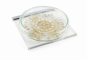 Maria Elisabetta Novello - Senza titolo