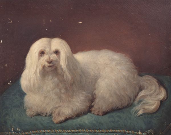 Scuola italiana, secolo XIX : Cagnolino maltese di nome Blanca  - Asta Incanti d'arte - Associazione Nazionale - Case d'Asta italiane