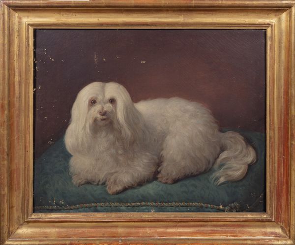 Scuola italiana, secolo XIX : Cagnolino maltese di nome Blanca  - Asta Incanti d'arte - Associazione Nazionale - Case d'Asta italiane