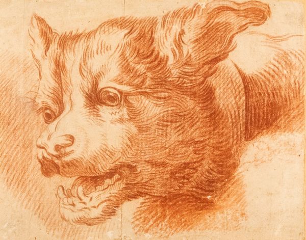 Scuola italiana, secolo XVIII : Studio per testa di cane  - Asta Incanti d'arte - Associazione Nazionale - Case d'Asta italiane