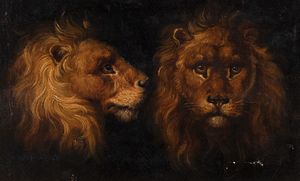 Scuola italiana, secolo XIX - Studio di leoni
