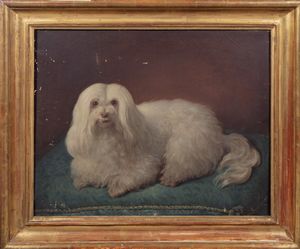 Scuola italiana, secolo XIX : Cagnolino maltese di nome Blanca  - Asta Incanti d'arte - Associazione Nazionale - Case d'Asta italiane
