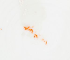 Coppia di piatti in porcellana policroma, Giappone periodo Meiji - Taisho  - Asta Incanti d'arte - Associazione Nazionale - Case d'Asta italiane