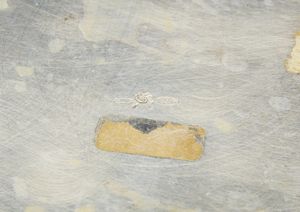 ARGENTIERE ITALIANO DEL XX SECOLO : Rinfrescatoio in argento decorato con fascia di motivi floreali in rilievo  - Asta Asta 395 | ARTE ANTICA E DEL XIX SECOLO Online - Associazione Nazionale - Case d'Asta italiane