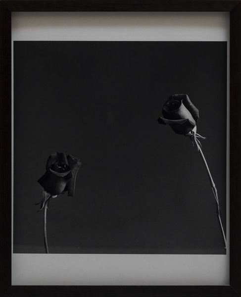 MAPPLETHORPE ROBERT (1946 - 1989) : Rose.  - Asta Asta 396 | ARTE MODERNA E CONTEMPORANEA Online - Associazione Nazionale - Case d'Asta italiane
