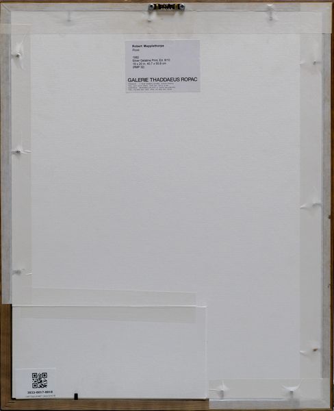 MAPPLETHORPE ROBERT (1946 - 1989) : Rose.  - Asta Asta 396 | ARTE MODERNA E CONTEMPORANEA Online - Associazione Nazionale - Case d'Asta italiane