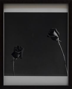 MAPPLETHORPE ROBERT (1946 - 1989) - Rose.