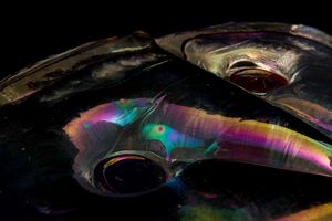 Max Ernst : Egidio Costantini (1912-2007)<BR>Fucina degli Angeli, Murano, 1968<BR>  - Asta Vetri e Ceramiche del '900 - Associazione Nazionale - Case d'Asta italiane