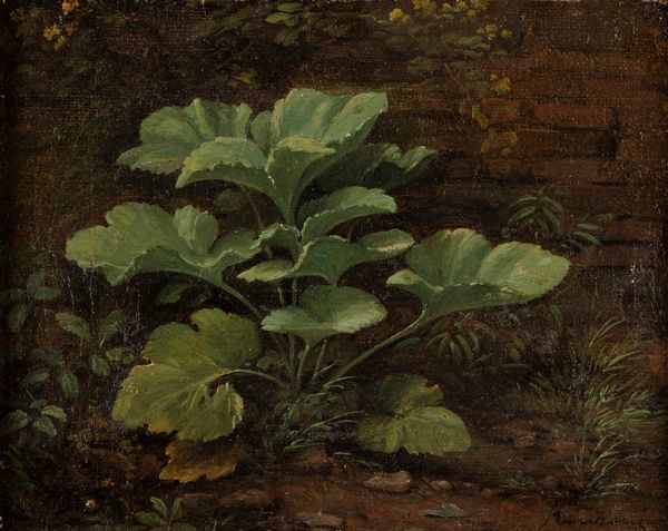 Pietro Ronzoni : Piante spontanee  - Asta Arte figurativa tra XIX e XX secolo - Associazione Nazionale - Case d'Asta italiane