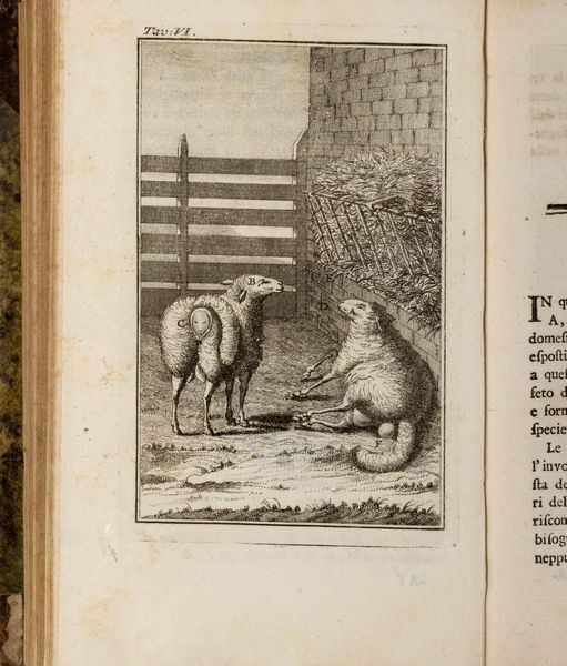 Louis Jean Marie Daubenton : Instruzione per pastori e propietarj di gregge; per ben allevar pecore, custodirle, condurle, pascerle...  - Asta Libri, Autografi e Stampe - Associazione Nazionale - Case d'Asta italiane