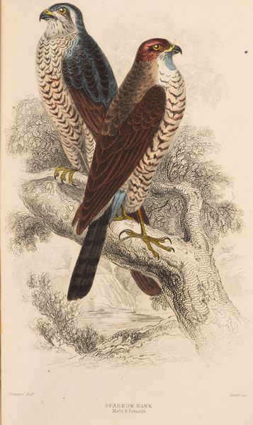 William Jardine : The Naturalist's Library  - Asta Libri, Autografi e Stampe - Associazione Nazionale - Case d'Asta italiane