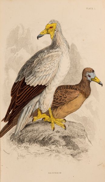 William Jardine : The Naturalist's Library  - Asta Libri, Autografi e Stampe - Associazione Nazionale - Case d'Asta italiane