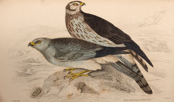 William Jardine : The Naturalist's Library  - Asta Libri, Autografi e Stampe - Associazione Nazionale - Case d'Asta italiane