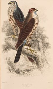 William Jardine : The Naturalist's Library  - Asta Libri, Autografi e Stampe - Associazione Nazionale - Case d'Asta italiane