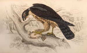 William Jardine : The Naturalist's Library  - Asta Libri, Autografi e Stampe - Associazione Nazionale - Case d'Asta italiane