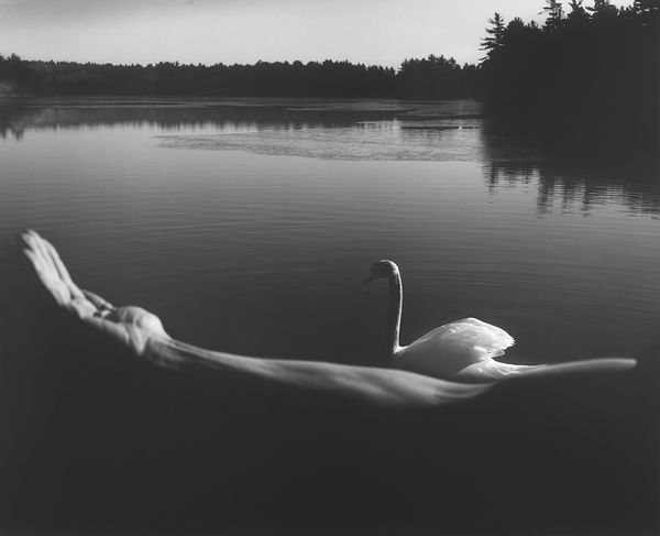 ARNO RAFAEL MINKKINEN : Foster's Swan  - Asta Fotografia - Associazione Nazionale - Case d'Asta italiane
