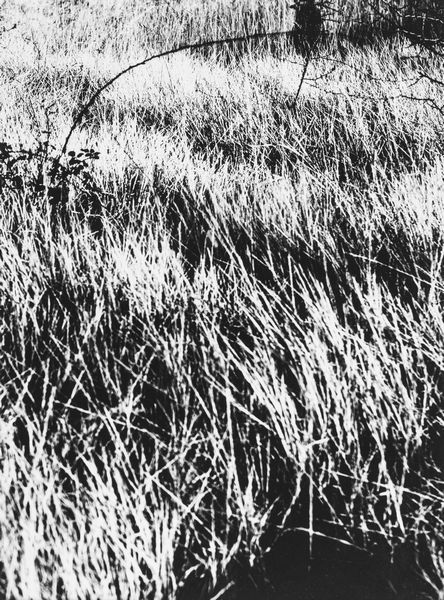 Mario Giacomelli : Presa di coscienza sulla natura  - Asta Fotografia - Associazione Nazionale - Case d'Asta italiane