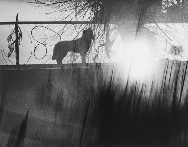 Mario Giacomelli : Senza titolo  - Asta Fotografia - Associazione Nazionale - Case d'Asta italiane