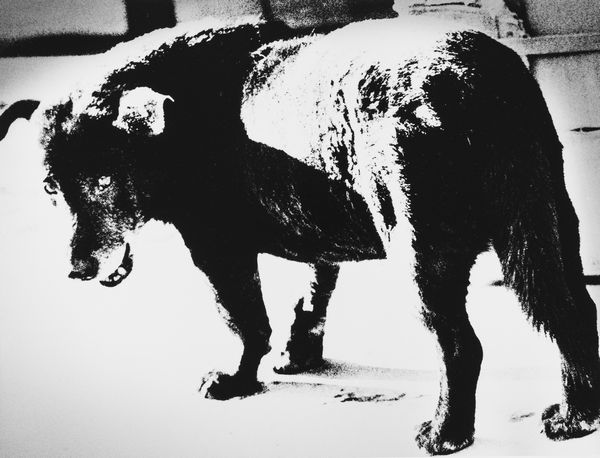 Daido Moriyama : Stray Dog. Misawa  - Asta Fotografia - Associazione Nazionale - Case d'Asta italiane