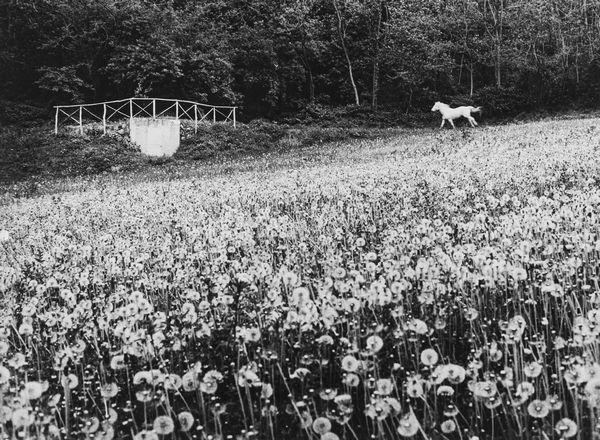 Mario Lasalandra : Cavallo bianco  - Asta Fotografia - Associazione Nazionale - Case d'Asta italiane
