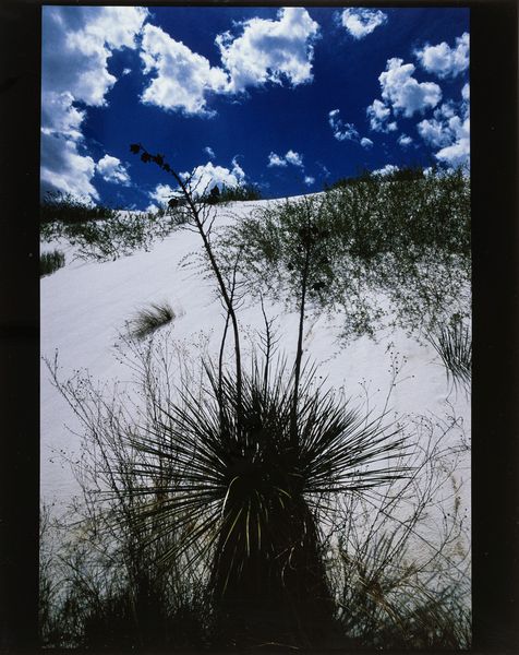 Lucien Clergue : Yuccas, White Sands  - Asta Fotografia - Associazione Nazionale - Case d'Asta italiane