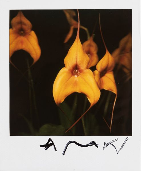 NOBUYOSHI ARAKI : Senza titolo  - Asta Fotografia - Associazione Nazionale - Case d'Asta italiane