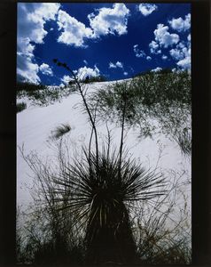 Lucien Clergue - Yuccas, White Sands