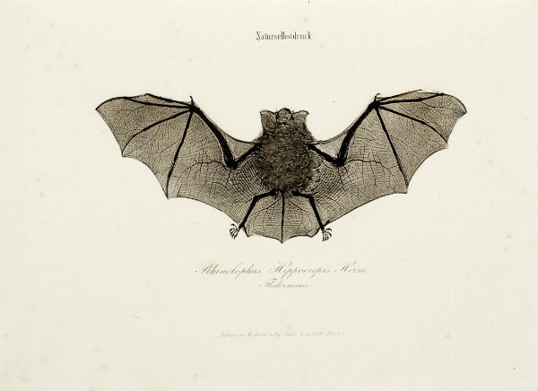 Faust. Poligrafisch-illustrirte Zeitschrift fur Kunst, Wissenschaft, Industrie und geselliges Leben...  - Asta Libri, autografi e manoscritti - Associazione Nazionale - Case d'Asta italiane