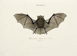 Faust. Poligrafisch-illustrirte Zeitschrift fur Kunst, Wissenschaft, Industrie und geselliges Leben...  - Asta Libri, autografi e manoscritti - Associazione Nazionale - Case d'Asta italiane