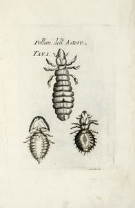 FRANCESCO REDI : Opere... Tomo primo (-settimo).  - Asta Libri, autografi e manoscritti - Associazione Nazionale - Case d'Asta italiane