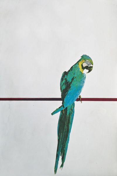 PISTOLETTO MICHELANGELO (n. 1933) : Pappagallo.  - Asta Asta 399 | GRAFICA MODERNA, FOTOGRAFIA E MULTIPLI D'AUTORE Online - Associazione Nazionale - Case d'Asta italiane