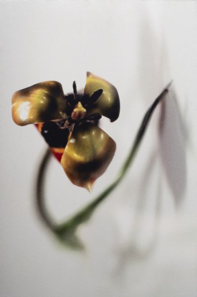 MATTII CARLA MARIA (n. 1971) : Il catalogo dei mostri.  - Asta Asta 399 | GRAFICA MODERNA, FOTOGRAFIA E MULTIPLI D'AUTORE Online - Associazione Nazionale - Case d'Asta italiane