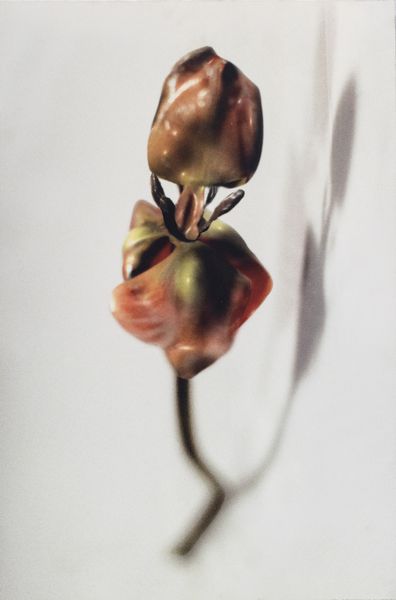 MATTII CARLA MARIA (n. 1971) : Il catalogo dei mostri.  - Asta Asta 399 | GRAFICA MODERNA, FOTOGRAFIA E MULTIPLI D'AUTORE Online - Associazione Nazionale - Case d'Asta italiane