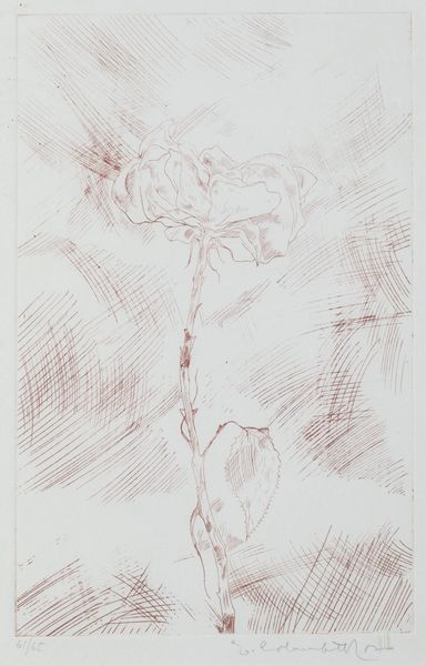 ENRICO COLOMBOTTO ROSSO Torino 1925 - 2013 Casale Monferrato (AL) : Rosa inglese  - Asta Grafica - Associazione Nazionale - Case d'Asta italiane