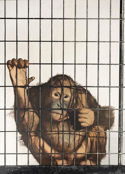 MICHELANGELO PISTOLETTO : Scimmia  - Asta Arte Moderna e Contemporanea - Associazione Nazionale - Case d'Asta italiane