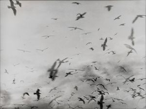 Mario Giacomelli - senza titolo